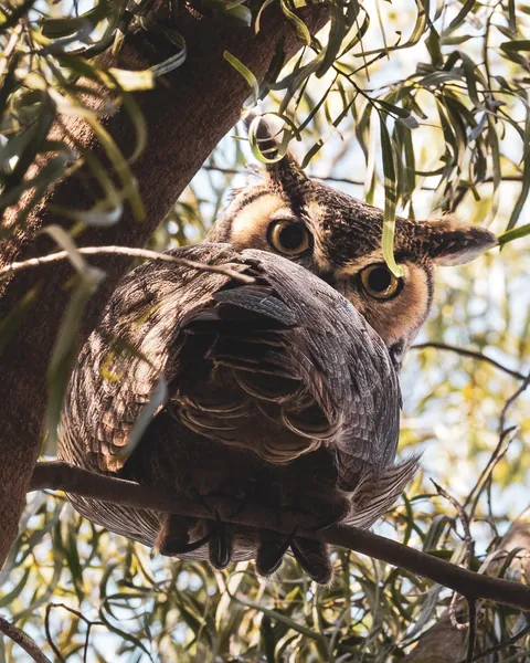 ITAP of an owl