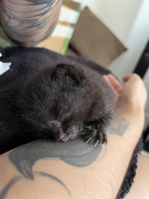 Just adopted, look at his little claws 🥰