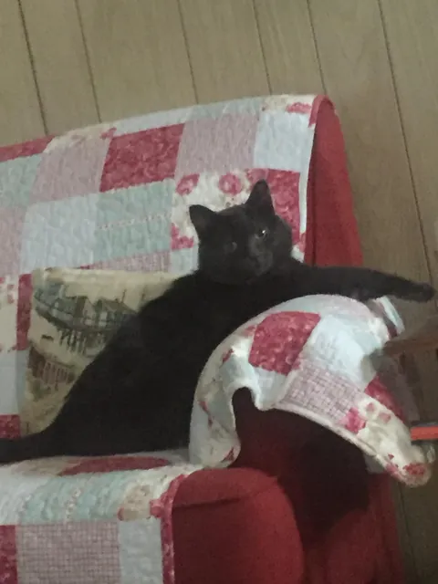 Saying goodbye to my first born feline son tomorrow after 10 years together