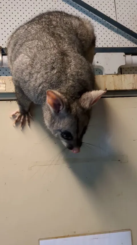 After just losing her carrot to her baby - she snatched it from me 😅