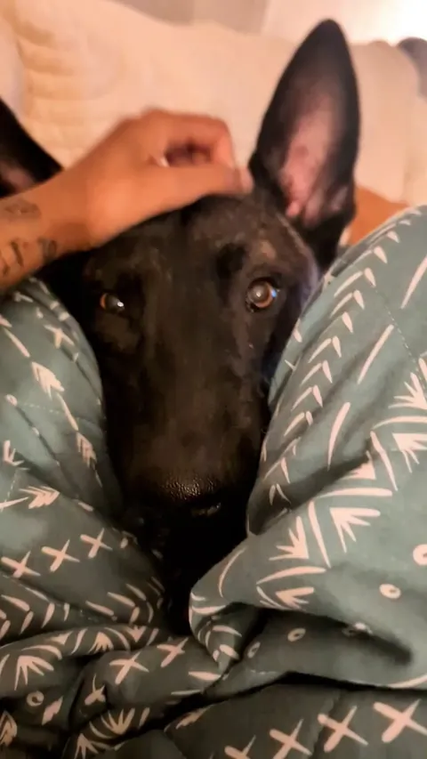 For 5 minutes every night, he forgets he's a teenager and voluntarily wants head scritches!