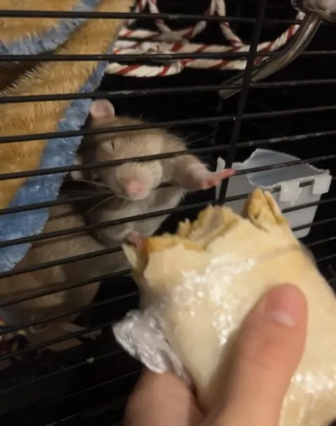 I’ve had a hard day… Please show me ur ugliest rat pics