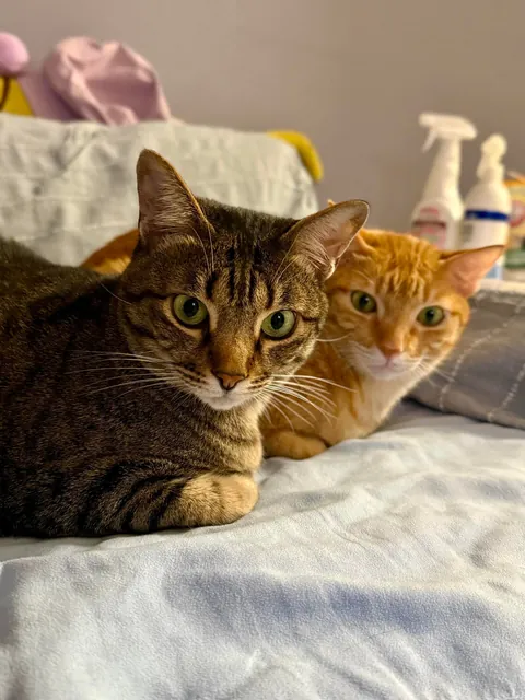 Orange: “I love you, bro.”
Tabby: “Then stop sitting on my face.” 😂