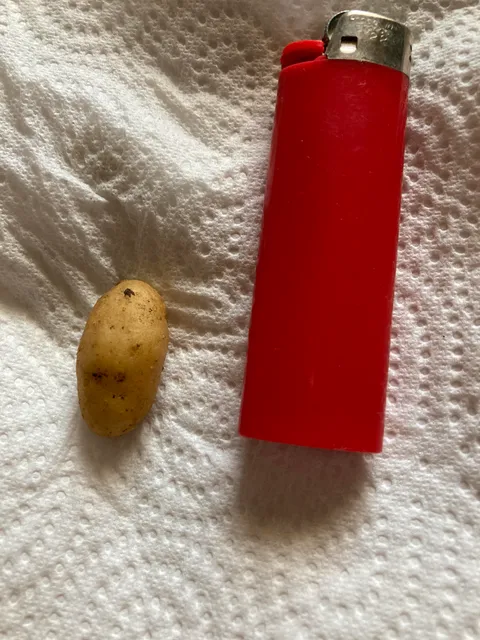 After months of waiting, I am pleased to show you my potato harvest