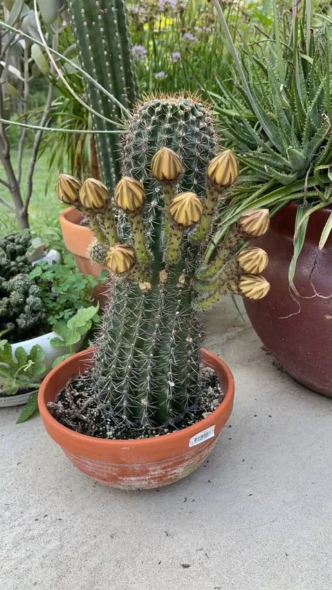 One of my cactus bloomed last night.