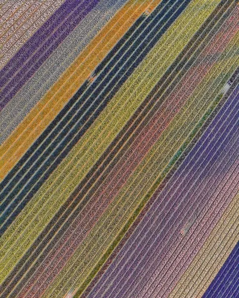 A glimpse of what Tulip season in the Netherlands look like