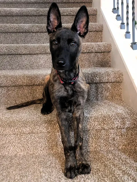 Think I got an order of Daddy Long Legs instead of a pupper !