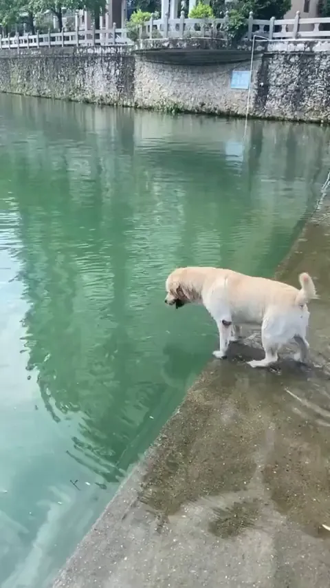 A professional diver