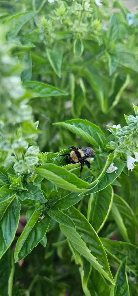 Naps in the basil are the best!