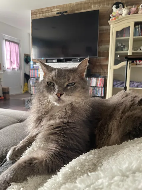 A Cat Crime Whodunnit: Who “fell” through the curtain?