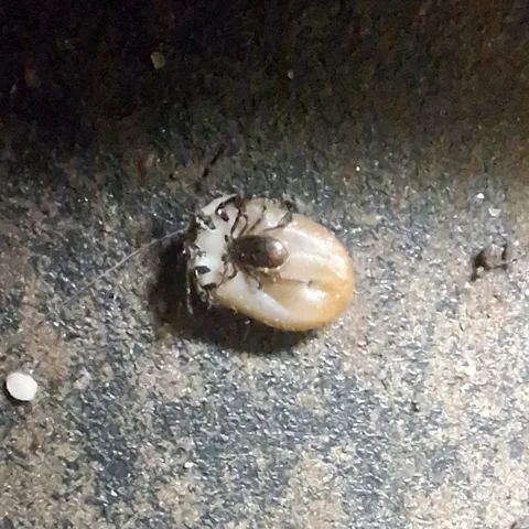 My cat's tick had a tick