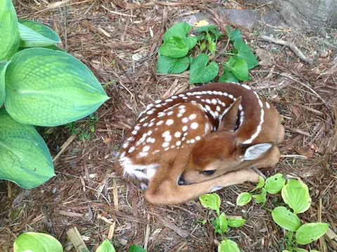Guess I'll Need To Find A Different Spot To Plant The Butterfly Bush