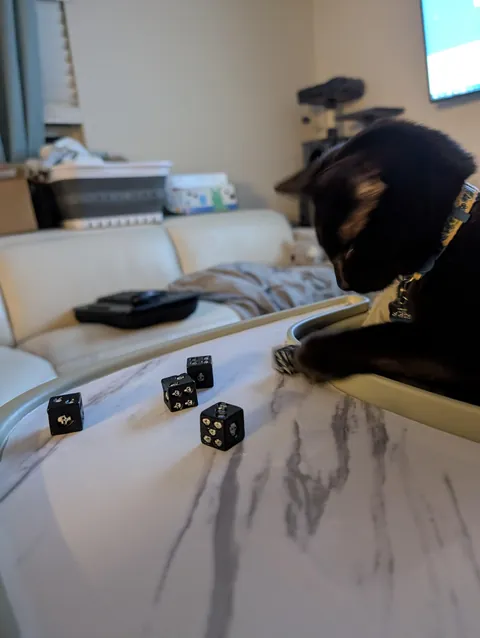 One year ago, I adopted my very first cat!