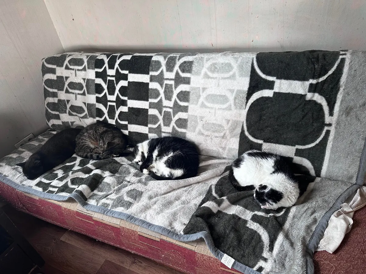 My Sundays are for volunteering at a cat hospice. I think I look forward to it even more than them