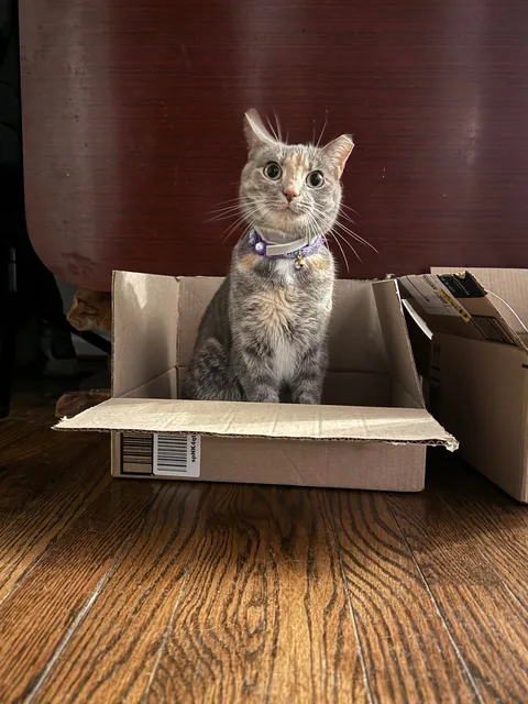 Cassidy loves the box.