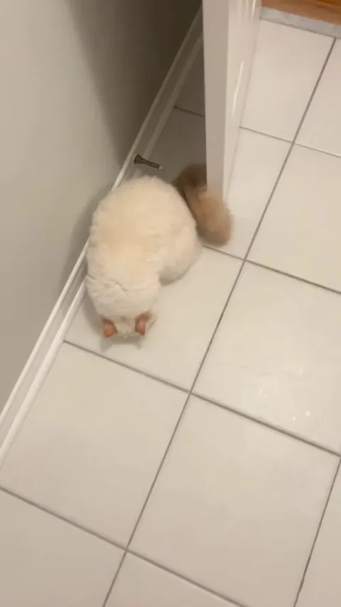 Scared my cat with a fart😹