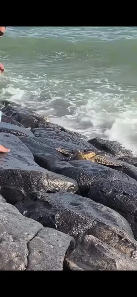 This guy saves the trapped turtle from certain death