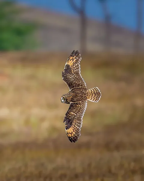 wildlife photography from the Indian wilderness