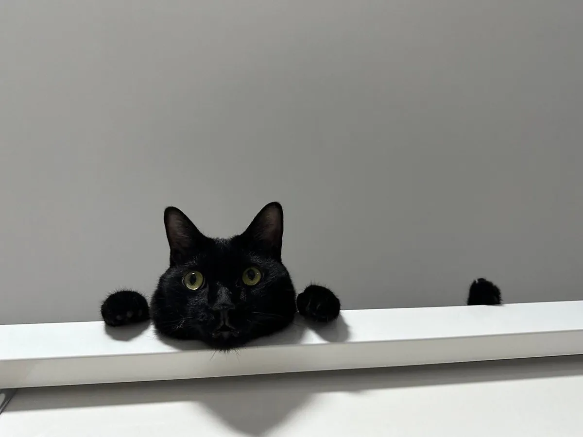 No thoughts, just void