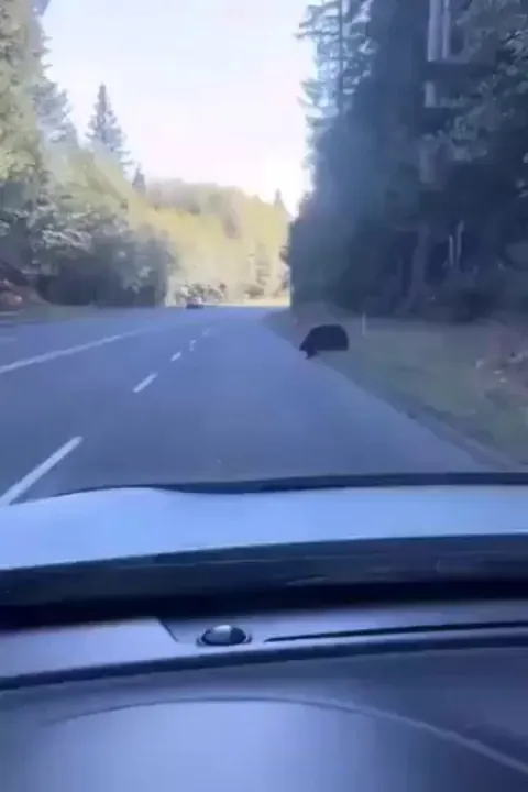 Mom said “cross the road,” but he heard “play with balloon instead”! Priorities…