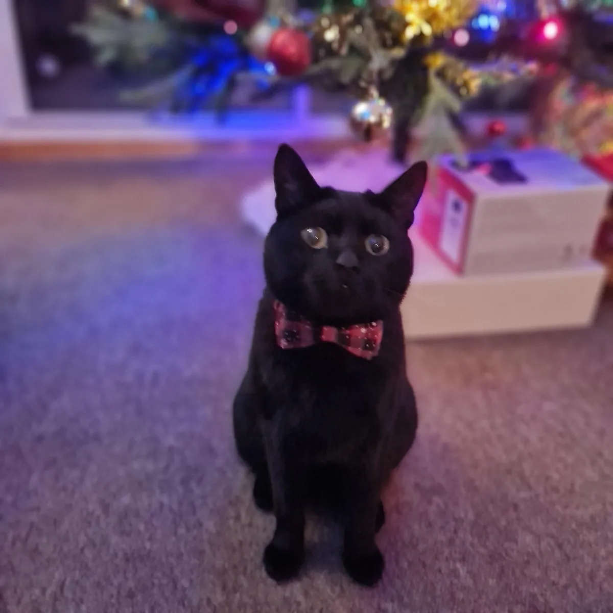 Does everyone think their void could be a model or is it just me?