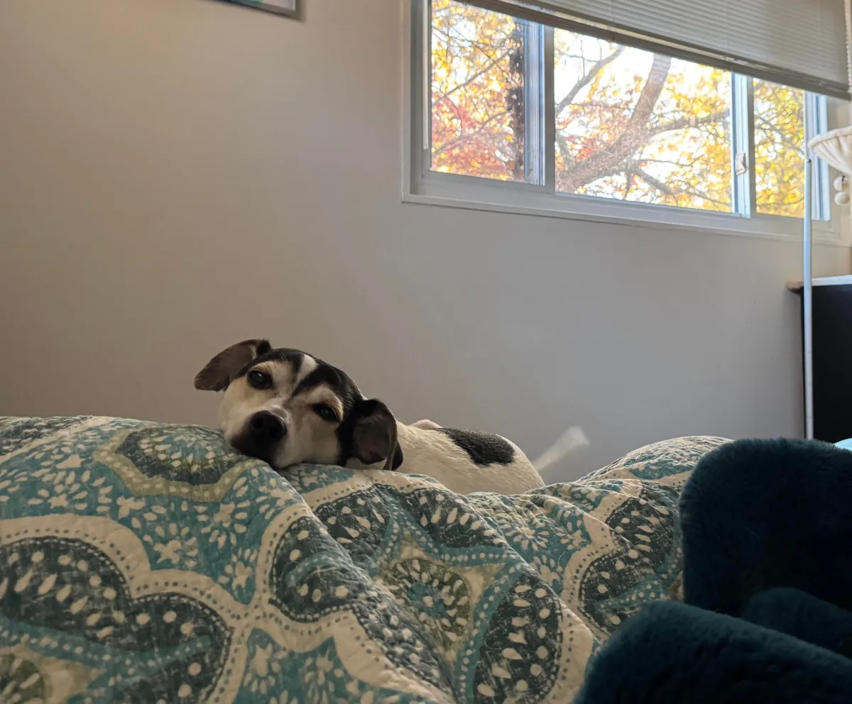 Milo politely waiting for me to get up out of bed to let him go outside