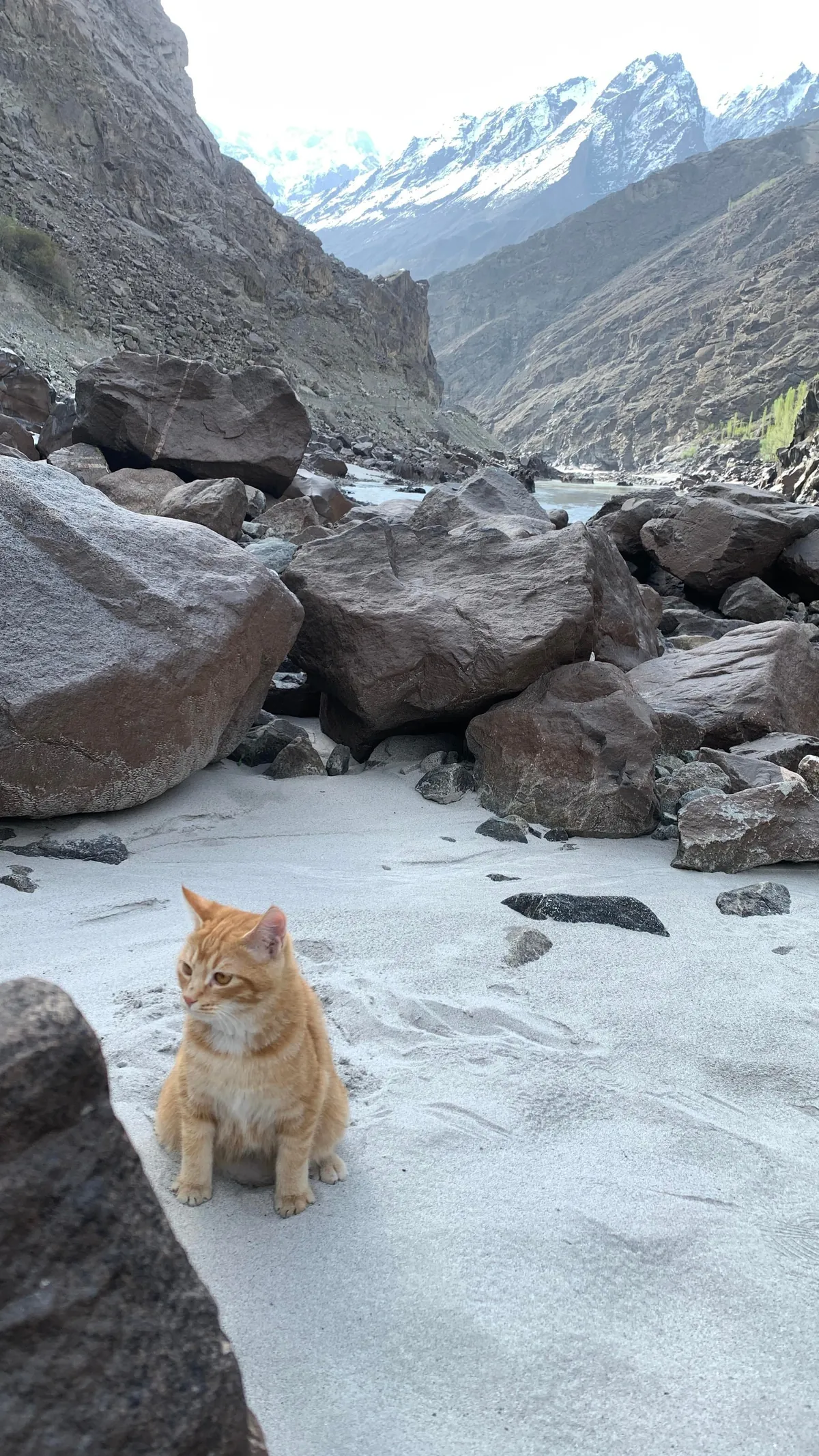 I took my cat to Himalayas on 30 Days bike tour.
