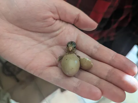 Say hello to the world little guy