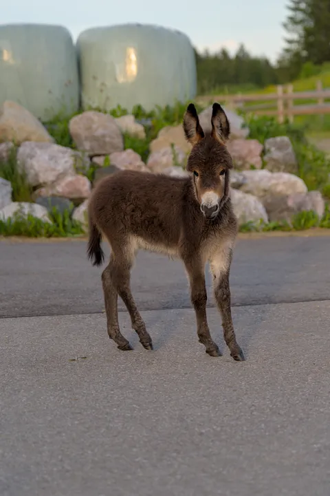 Our 6 weeks old Donkey