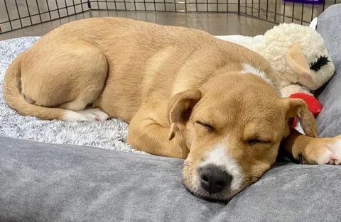 Say Hi to Bella - She’s Tired 🥱 After a Long Hike Today!