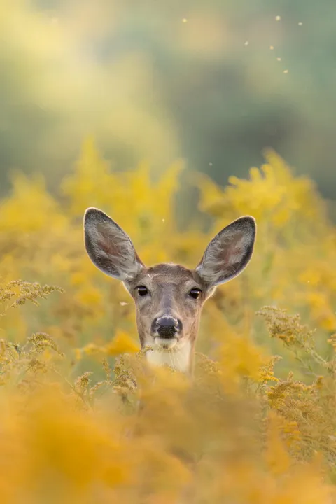 ITAP of a deer in a golden rod field