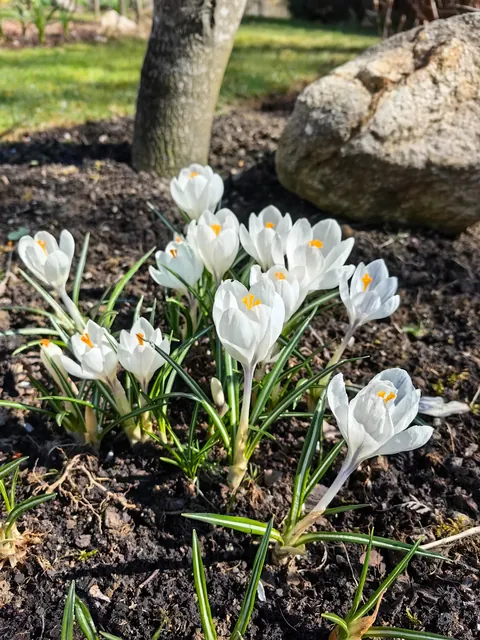 My garden in Serbia 🌿🇷🇸
