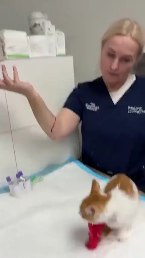 Mission accomplished: At last, the doctor finished the checkup… the cat allowed it (barely)!