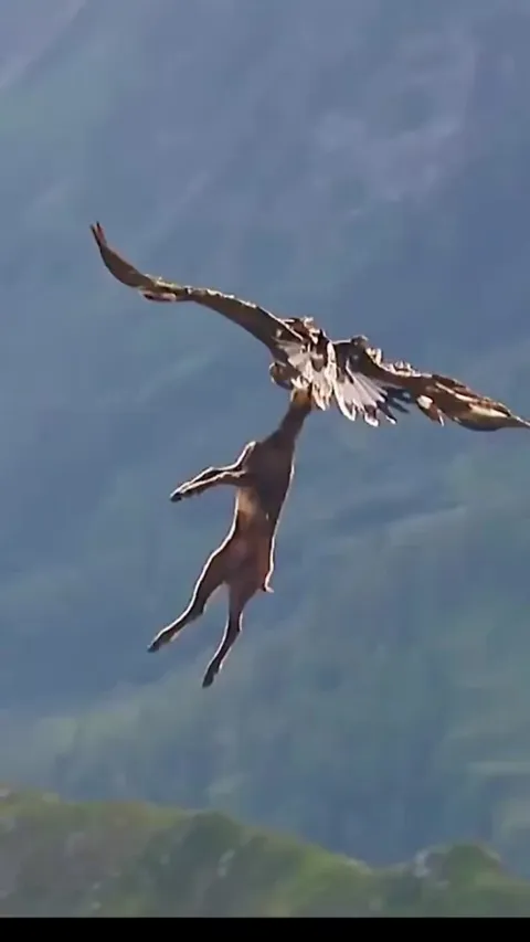 An eagle casually flying off with a goat..!