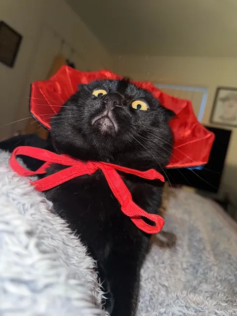 My cats first Halloween 🎃