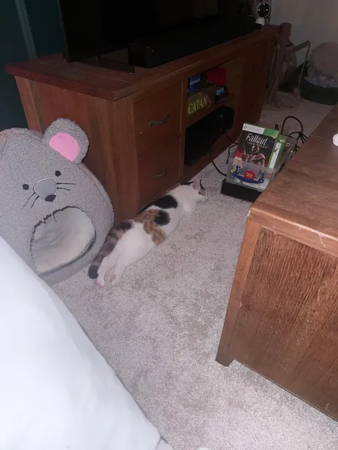 Why does she sleep near me but never on me, and yet never leaves my side like a shadow?