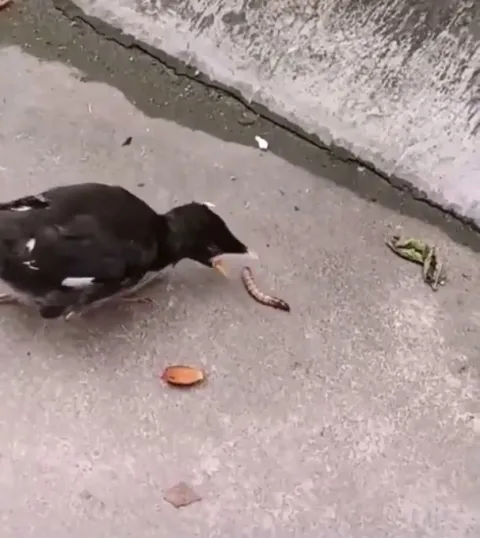 Birds are fed by their parents in their infancy. When the time comes to feed themselves, there can be some confusion when the food does not go into their mouth by itself.