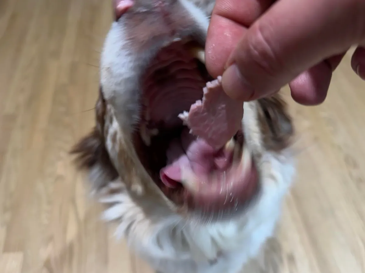 [homemade] salami, granny ham, baby swiss and other stuff.