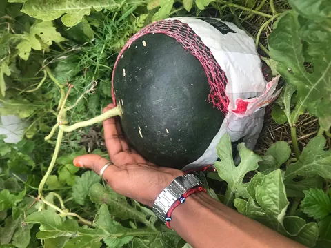 My second year growing watermelons 🍉😇
