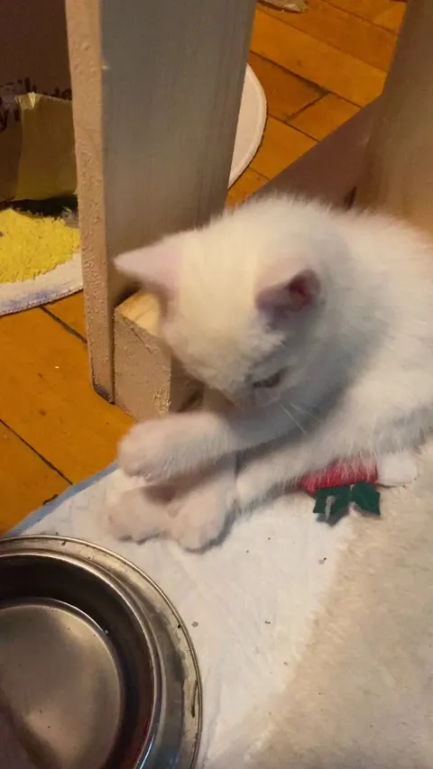 My neighbour took in a pregnant cat, and she had a litter of five. Now I want to hang out with my neighbour every day.