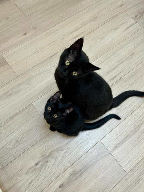 Got a kitten for my cat