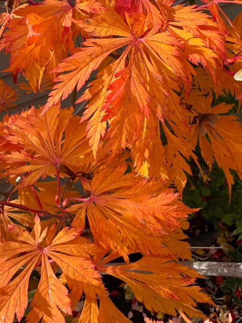 Fall foliage on my Japanese maples
