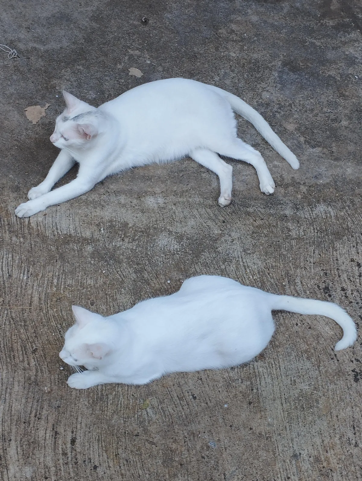 Saw these two fine gentlemen today. The blue and green eyed is a white chimera.