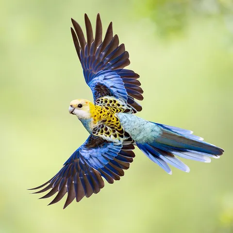 🔥The beautiful colors of a Pale-headed Rosella in flight.