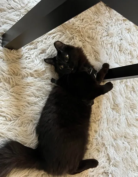 My boy Cannoli and his large eyes