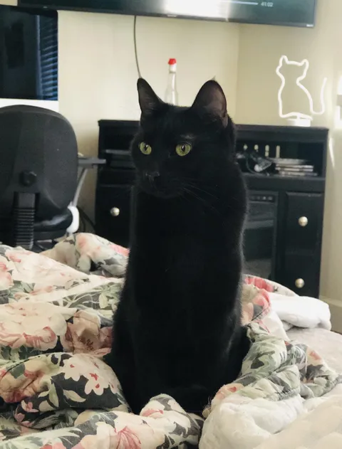 Just lost my Skinny girl to a random blood clot. I can’t believe this is real life.