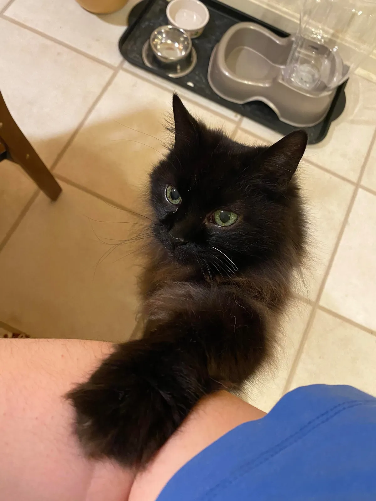 the paw never lies…