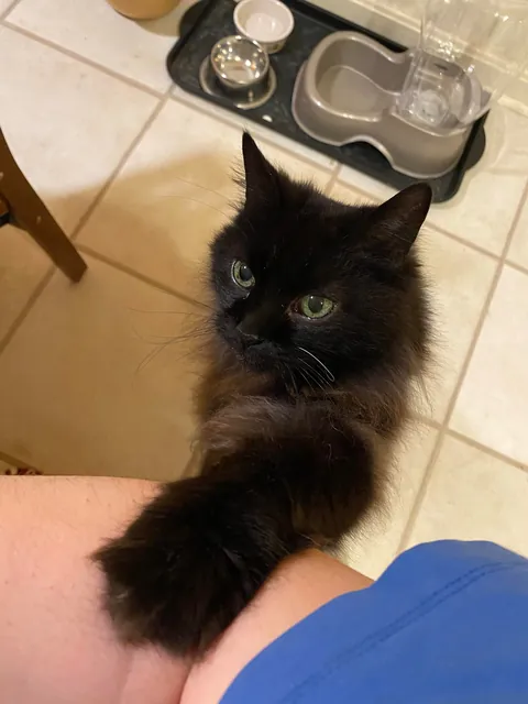 the paw never lies…