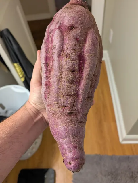 Just wanted to show off this massive 5 lb purple sweet potato I pulled up today.