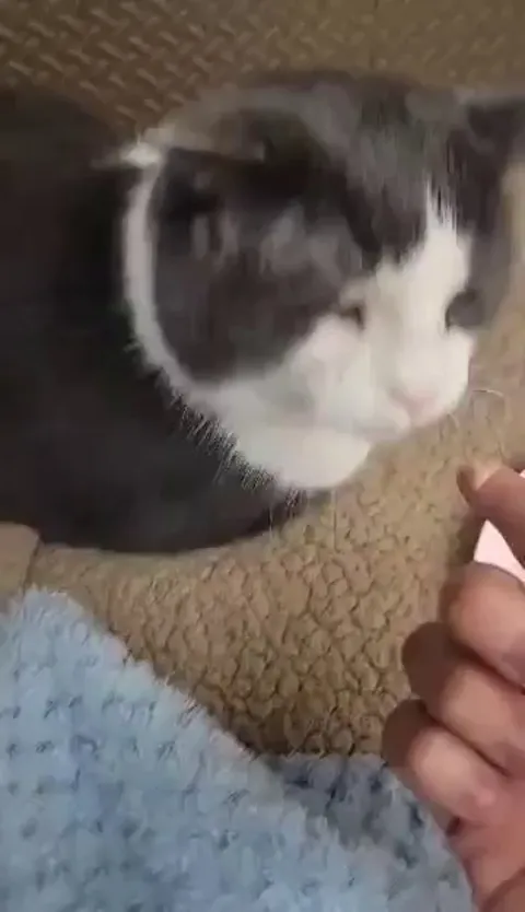 Géode from our shelter is doing really well; his mouth is healing fast.  Pretty soon (I hope) he’s going to be put up for adoption ❤️❤️❤️